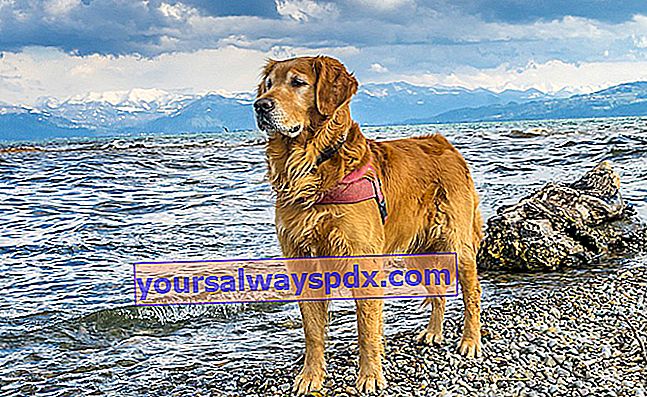 Il Golden Retriever, un cane che ama l'acqua!
