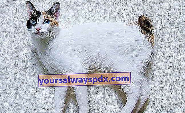 Il Bobtail giapponese è un gatto di taglia media
