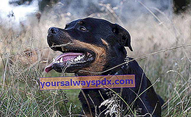 Il Rottweiler, un cane noto per essere cattivo