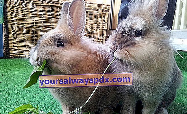 Come nutrire il tuo coniglio nano o domestico?