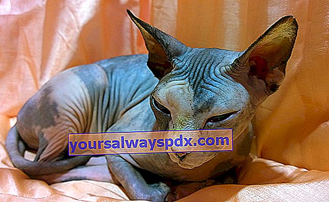 Un gatto senza pieghe: lo Sphynx