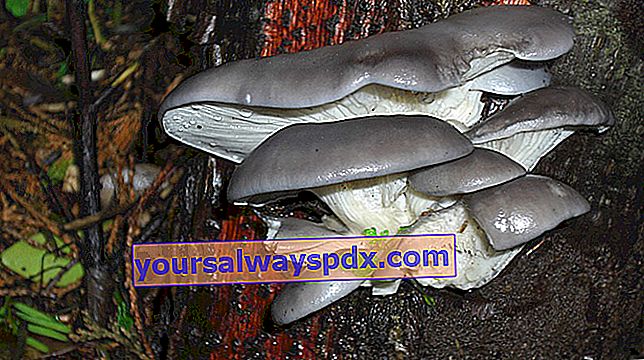 fungo ostrica (Pleurotus ostreatus) 