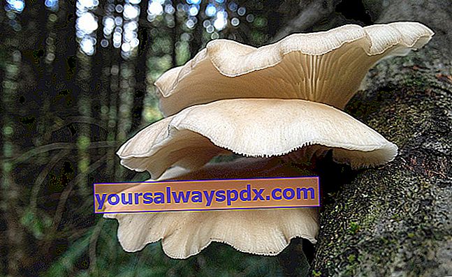 corno di abbondanza fungo ostrica (Pleurotus cornucopiae)