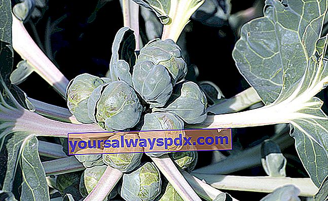 Coltivazione di cavoletti di Bruxelles (Brassica oleracea) nell'orto