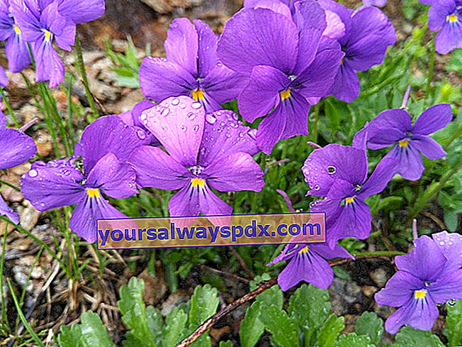 Viola del pensiero alpino (Viola calcarata) - Fiore selvatico delle montagne - Alpi