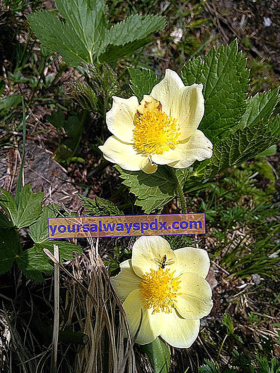 Anemone alpino (Pulsatilla alpina) - Fiore selvatico delle montagne - Alpi