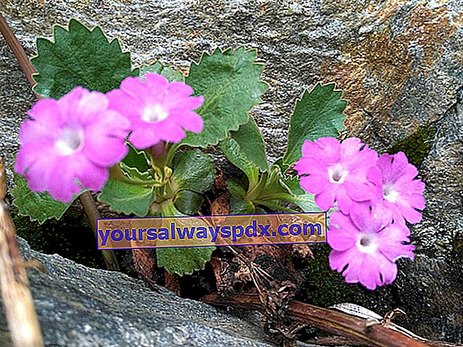 Anemone alpino (Pulsatilla alpina) Primula marginale (Primula marginata) - Fiore selvatico di montagna - Alpi