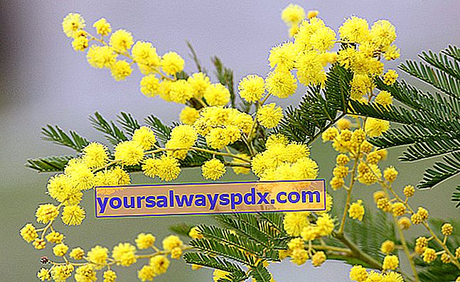mimosa (acacia dealbata)
