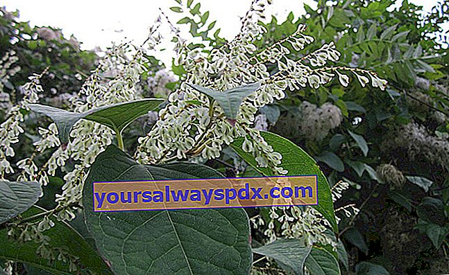 Knotweed giapponese (Fallopia japonica), pianta invasiva dannosa per la biodiversità