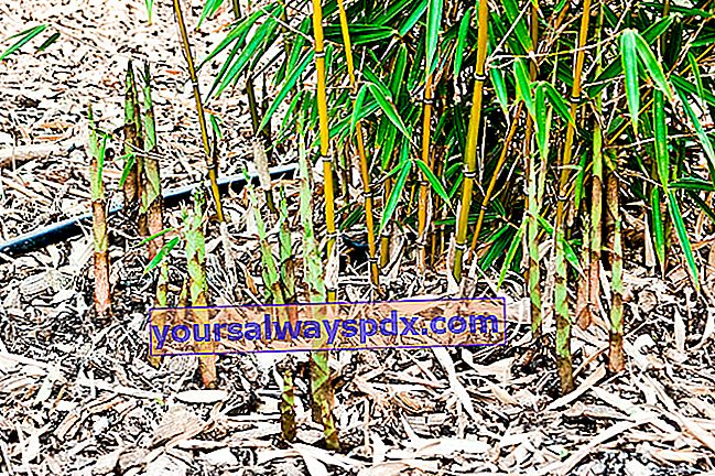 Bambù non tracciabile Fargesia robusta