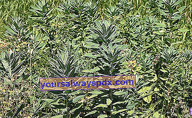 Euforbia comune (Euphorbia characias)