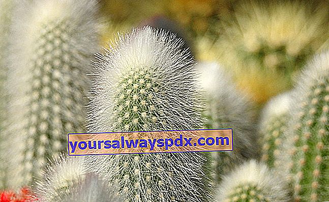 Come rimuovere le spine di cactus?