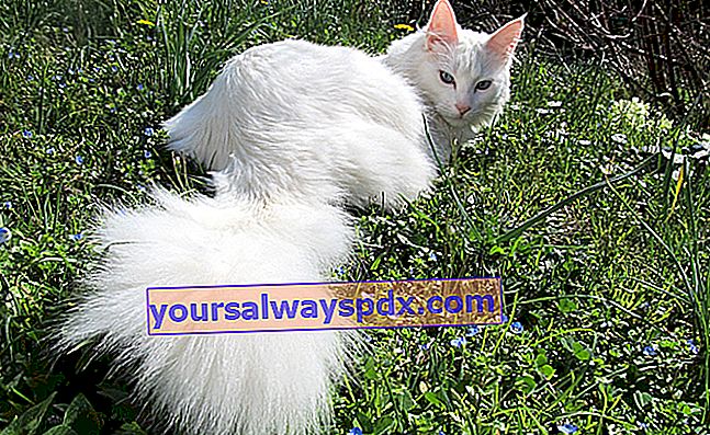 Die türkische Angora, eine Katze von seltener Eleganz und großer Sensibilität