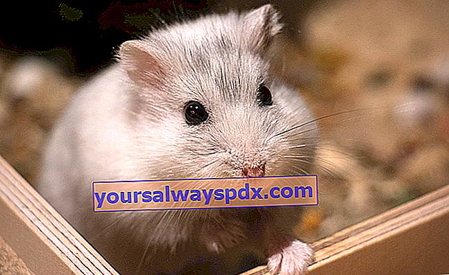 Den kinesiske hamster: vedtagelse og opdræt af en kinesisk hamster