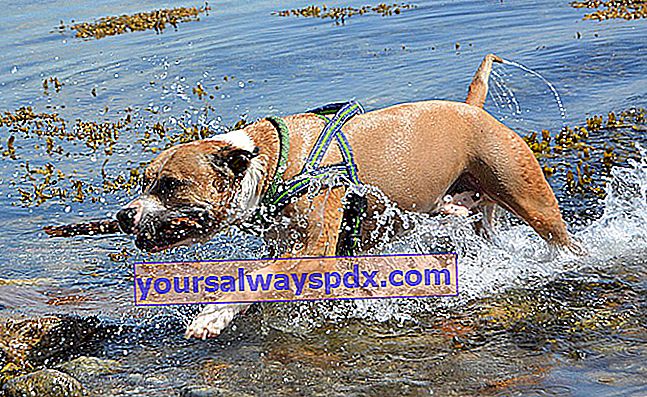 Pitbull eller American Pitbull Terrier: en atletisk hund 