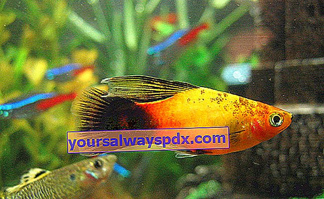 Platy (Xiphophorus maculatus) i akvarium, vores råd