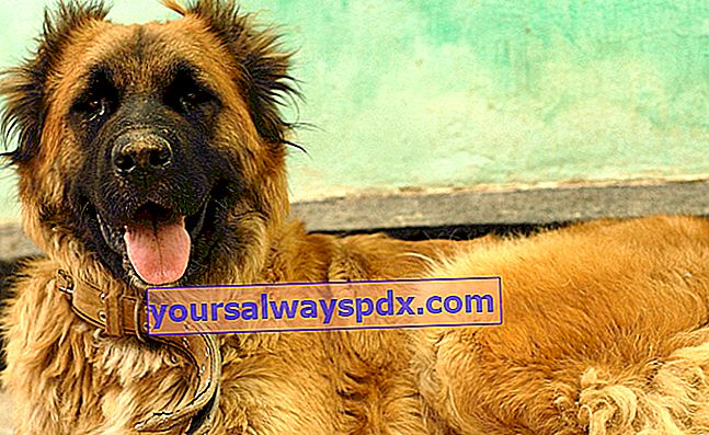 Den kaukasiske hyrde: en stor, rustik hund