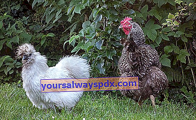 Asal dan karakteristik Ayam Sutera 
