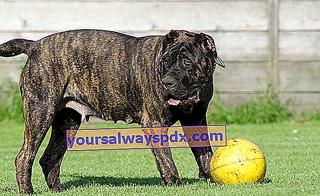 Der Dogo Canario oder Dogue des Canaries ist ein Hund mit einem imposanten Körperbau