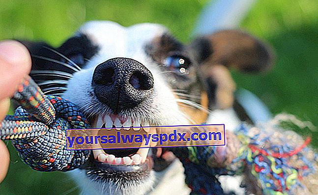 Tænder hos hunde: alt hvad du behøver at vide om hundetænder