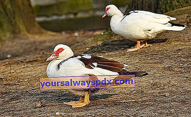 Muscovy Duck er modstandsdygtig over for tempererede klimaer og kulde.