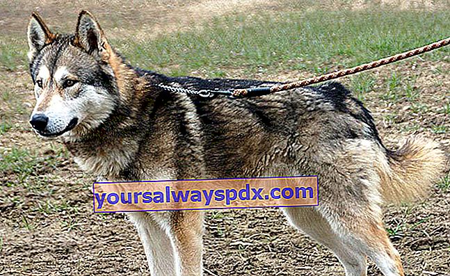 Der Tamaskan, ein Hund, der wie ein Wolf aussieht