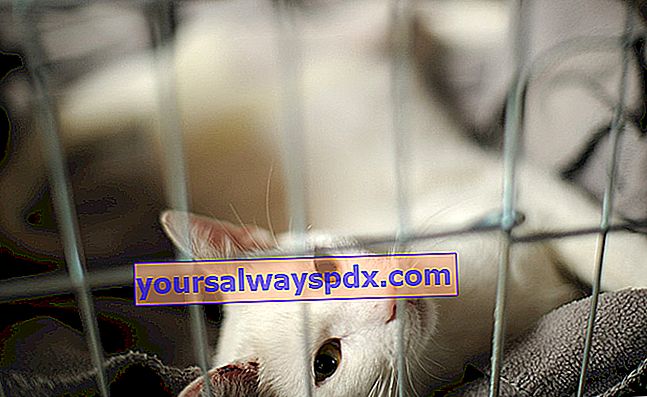 Ringorm hos katte: symptomer, behandling og forebyggelse
