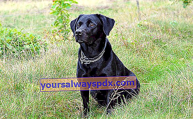 Labrador nero