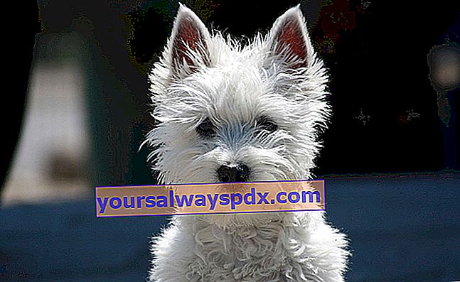 Westie eller West Highland white terrier, lille hvid hund 