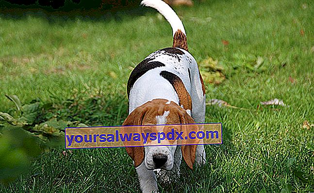 Beaglen, jagt- og arbejdshunden