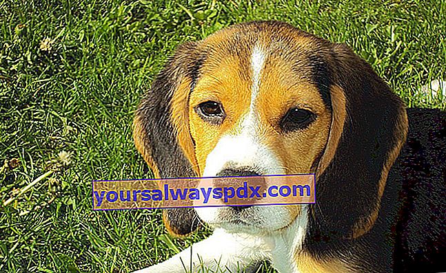 The Beagle: en meget britisk hund fuld af charme!