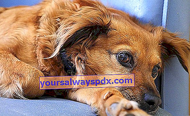 Lungenödem bei Hunden: Symptome und Behandlung