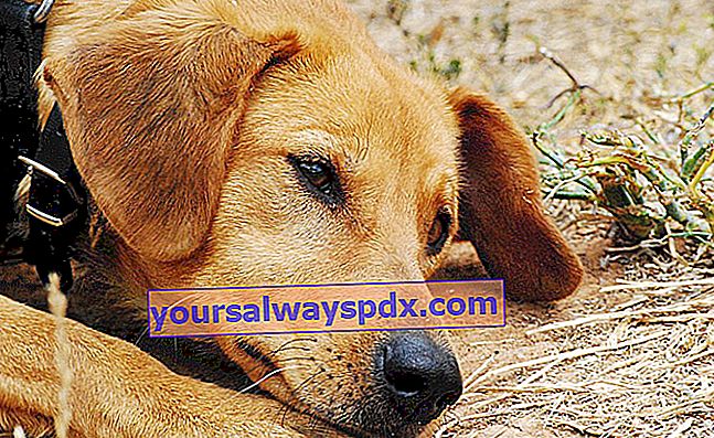 Nyresvigt hos hunde: symptomer, behandling og forebyggelse