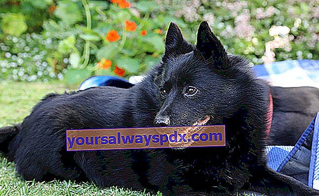 Schipperke, en lille hund med tyk sort pels