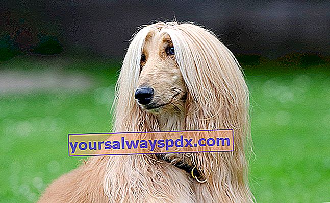 Den afghanske hund, hund med langt hår og elegant gangart