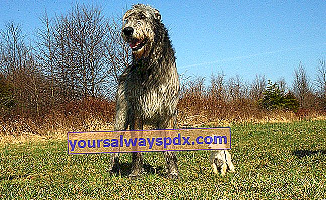 Der irische Wolfshund, ein imposanter Hund