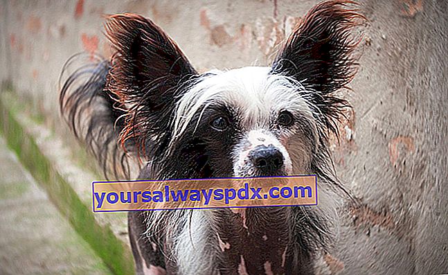 The Chinese Crested Dog, hårløs hund