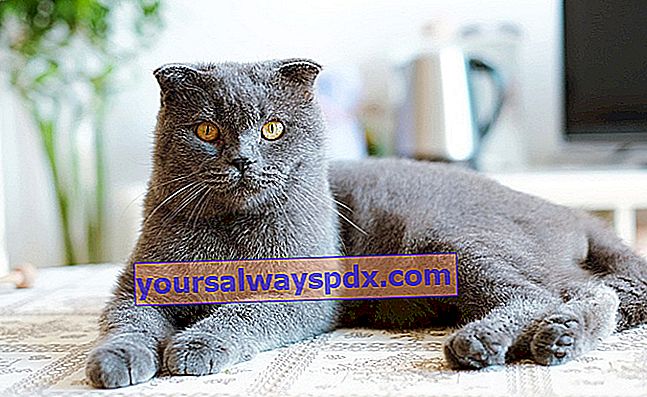 Kucing British Shorthair, kucing biru