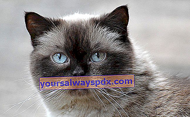 Kucing British Shorthair, kucing agung dengan tubuh yang kuat