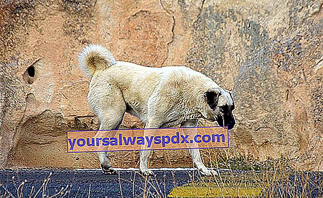 Der Kangal oder anatolische Schäferhund stammt aus dem Hochland der Türkei