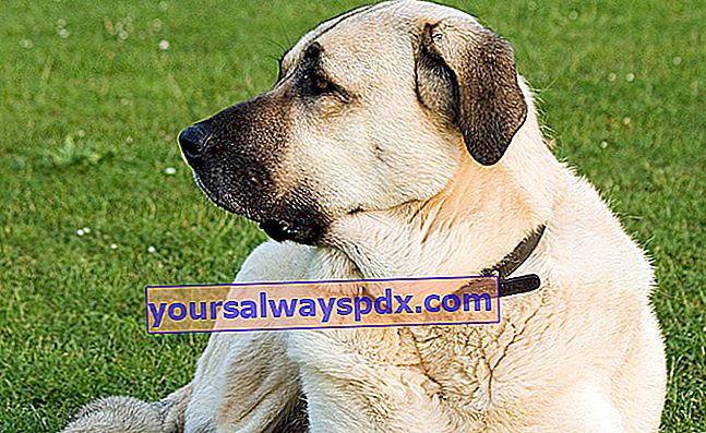 Der Kanga oder anatolische Schäferhund hat einen starken Charakter und kann hartnäckig sein