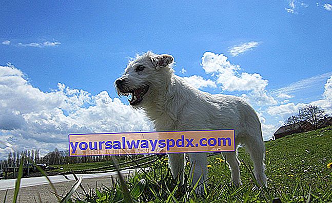 Parson Russel Terrier er en meget populær hund i England