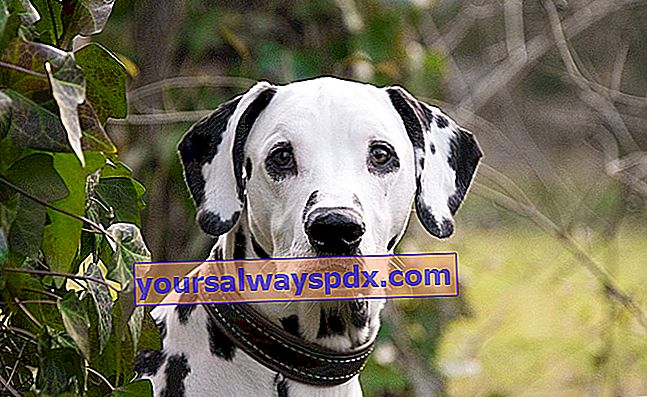Der dalmatinische, berühmte weiße Hund mit schwarzen Flecken