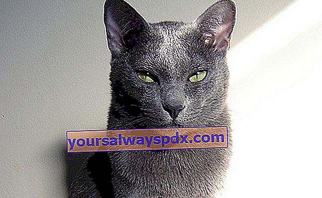 Koraten, kat med en silkeblå sølvfarvet frakke