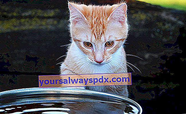 Welche Katzenrassen lieben Wasser?
