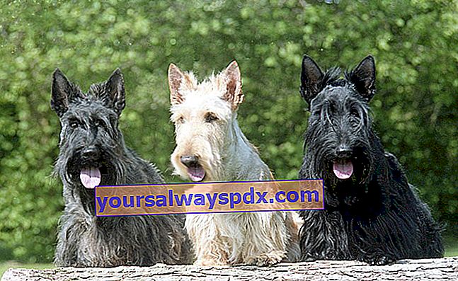 Som navnet antyder, er den skotske terrier oprindeligt fra Skotland.