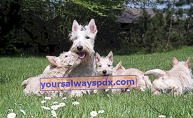 Scottish Terrier Welpen