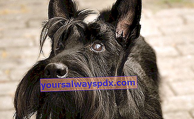 A skót terrier, független, erős karakterű kutya