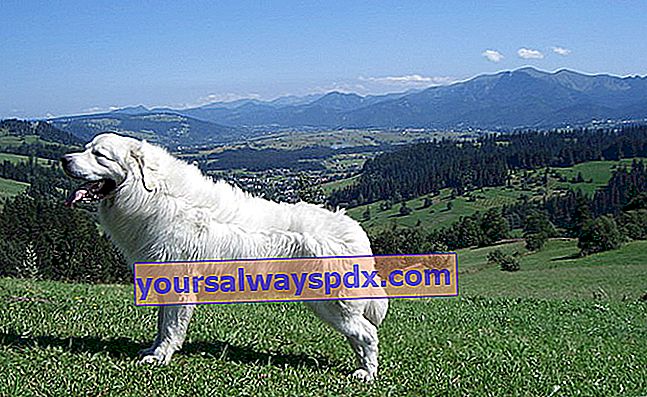 Den polske Podhale Shepherd eller Tatra Shepherd Dog