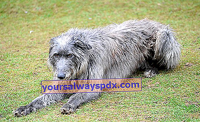 Der Scottish Deerhound, sportlicher und sportlicher Hund
